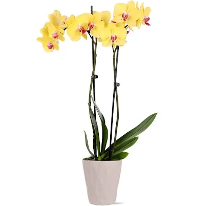 Just Add Ice Live Plant