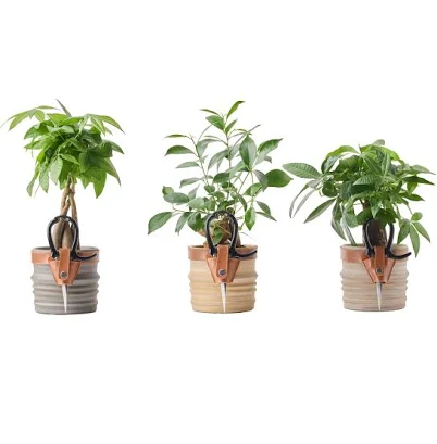 LiveTrends Bonsai Combo Kit Houseplant Pot