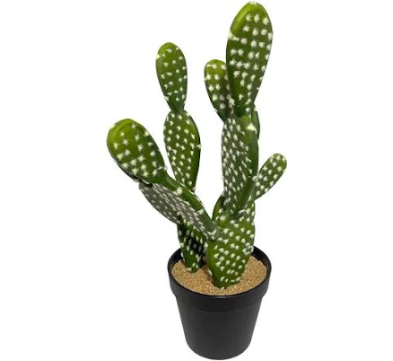 Ashland Potted Cactus Plant