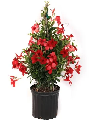 Sun Parasol 10" Crimson Mandeville - each