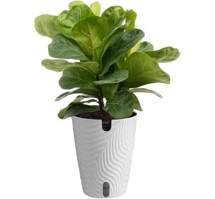 Lowe's Ficus Lyrata House Plant