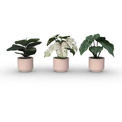 Room Essentials Fashion Plant